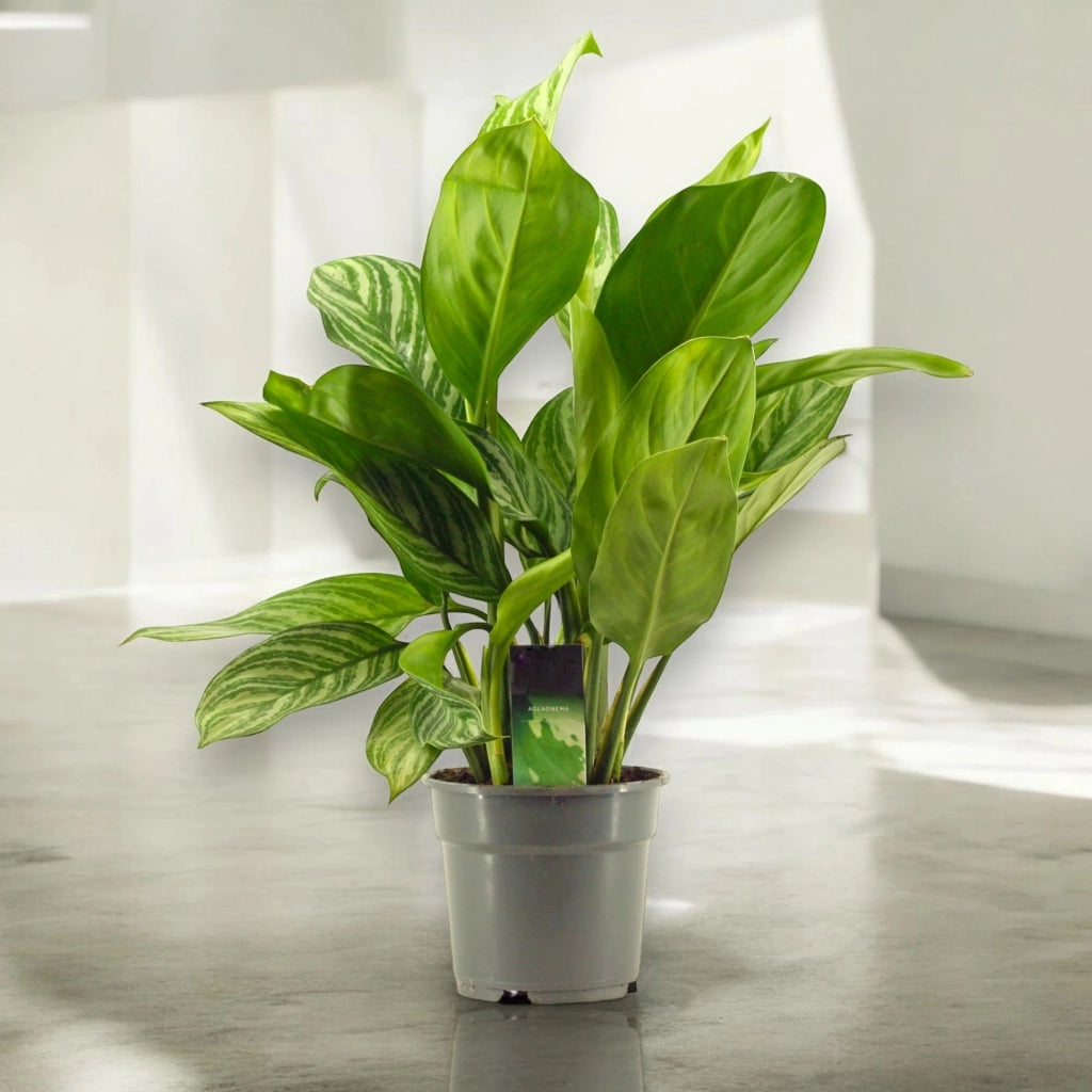 Gardenaria Aglaonema 'Stripes' - Pianta da interno ornamentale Altezza: 65 cm (vaso 17)