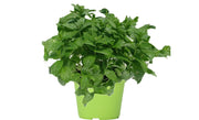 PIANTA DI MENTA VASO 14