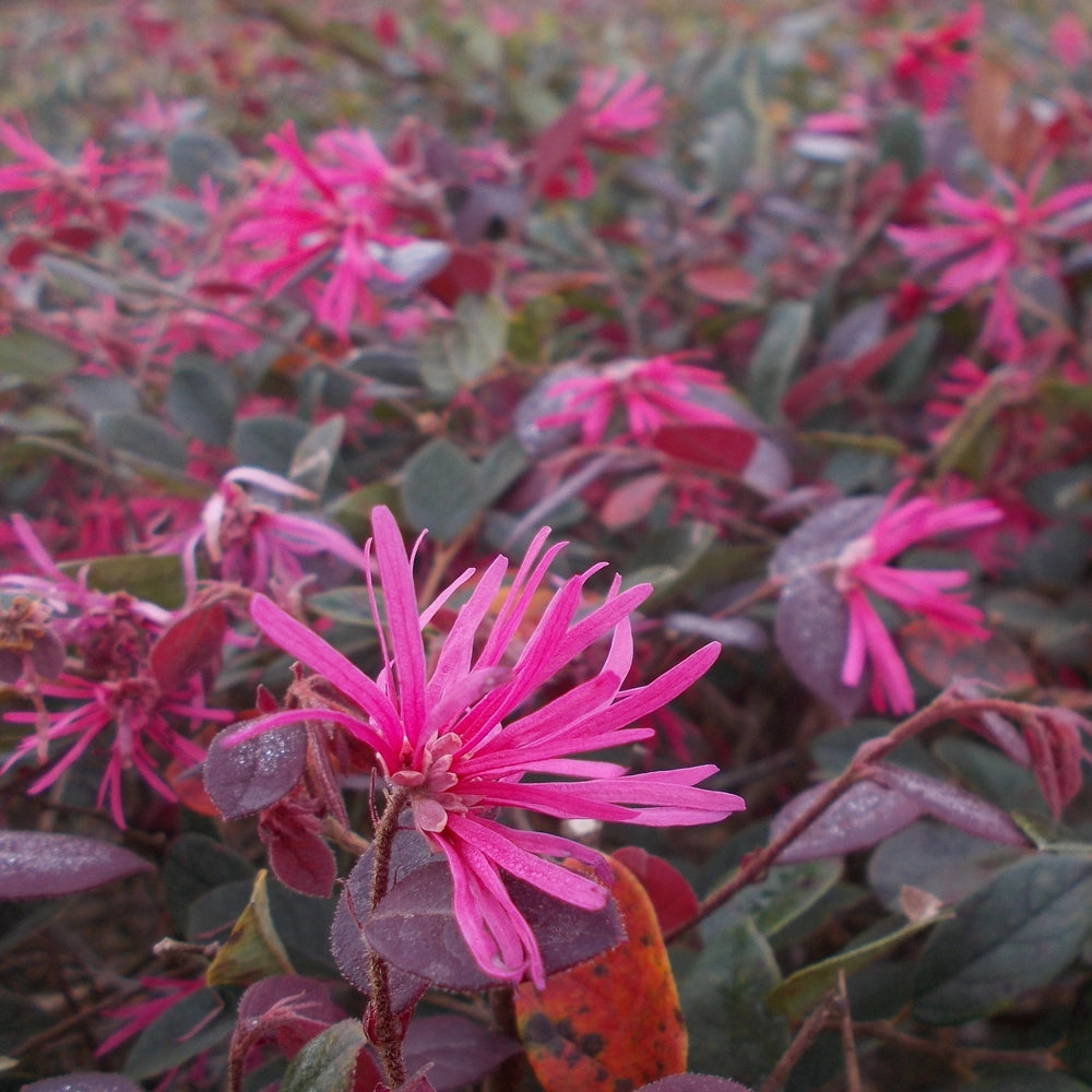 Pianta LOROPETALUM CHINENSE FIRE DANCE cespuglio di fuoco VASO 18CM AMDGarden