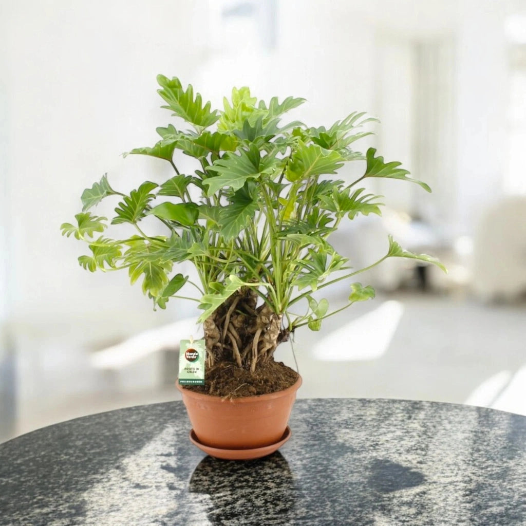 Gardenaria Philodendron 'Xanadu' - Pianta da interno ornamentale Altezza: 40/50 cm (vaso22)