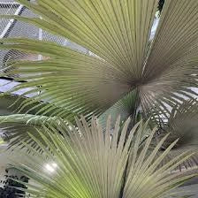 Kerriodoxa elegans palma bianca h 2.00 m vaso 70 tropicale rara