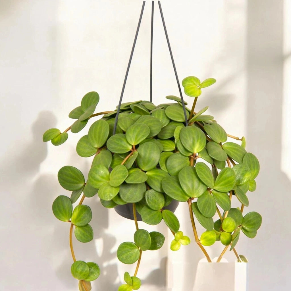 Gardenaria Peperomia tetraphylla 'Hope' - Pianta da interno ornamentale Altezza: 20 cm (vaso 14)