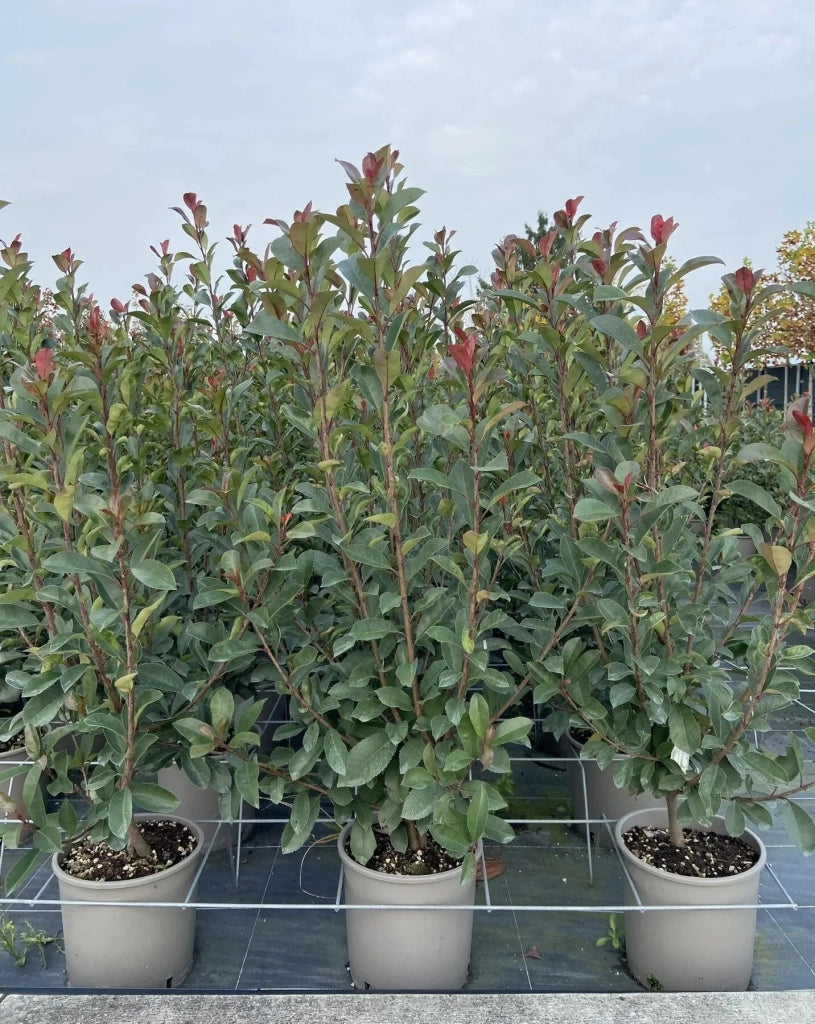Gardenaria Photinia fraseri 'Red Robin' - Arbusto ornamentale da giardino Altezza: 125/175 cm (vaso24)