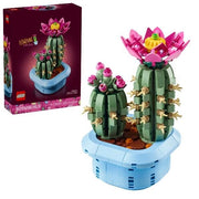 Cactus in fiore - 11509
