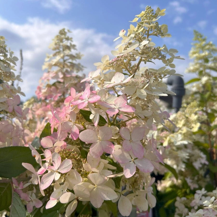 Gardenaria Ortensia - Hydrangea Paniculata 'Confetti' - Pianta acidofila ornamentale da esterno Altezza: 40/50 cm (vaso19)