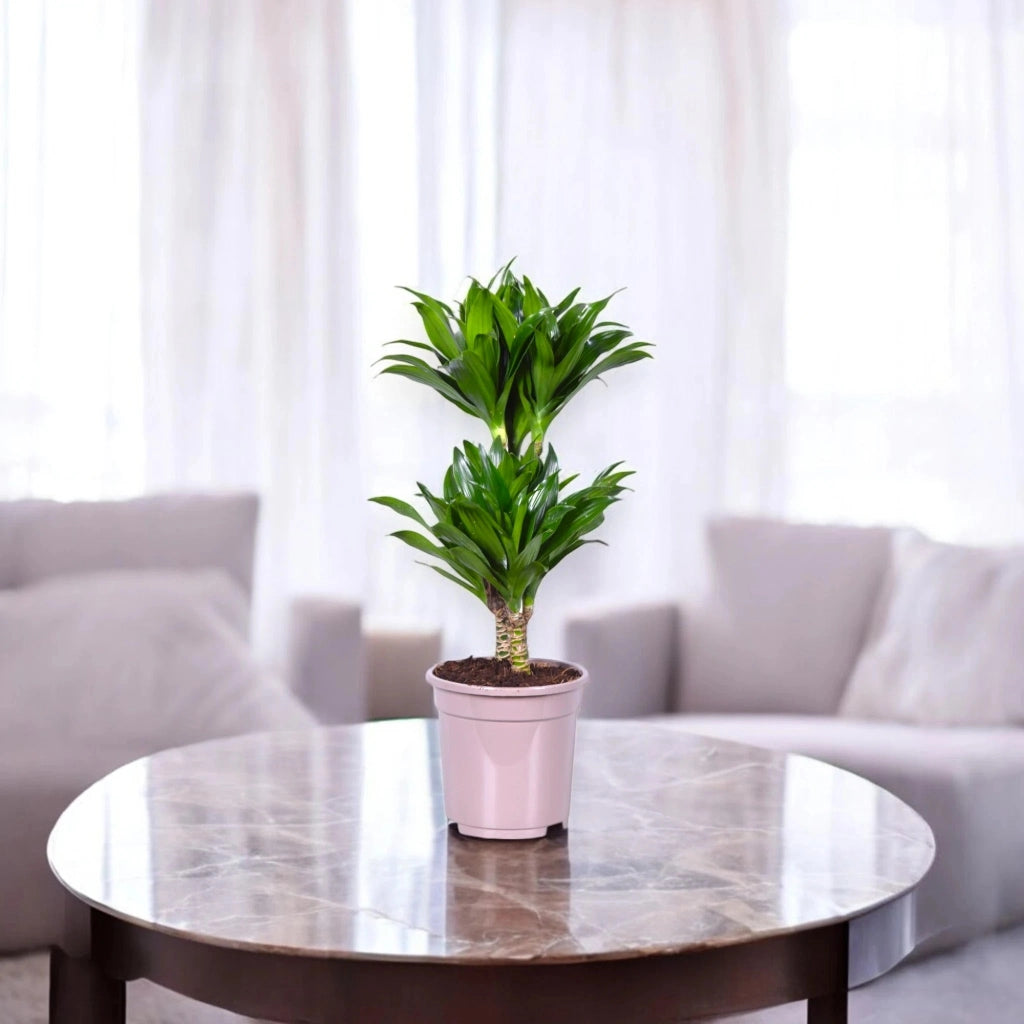 Gardenaria Dracaena fragrans 'Compacta' - Pianta da interno ornamentale Altezza: 130 cm (vaso 31)