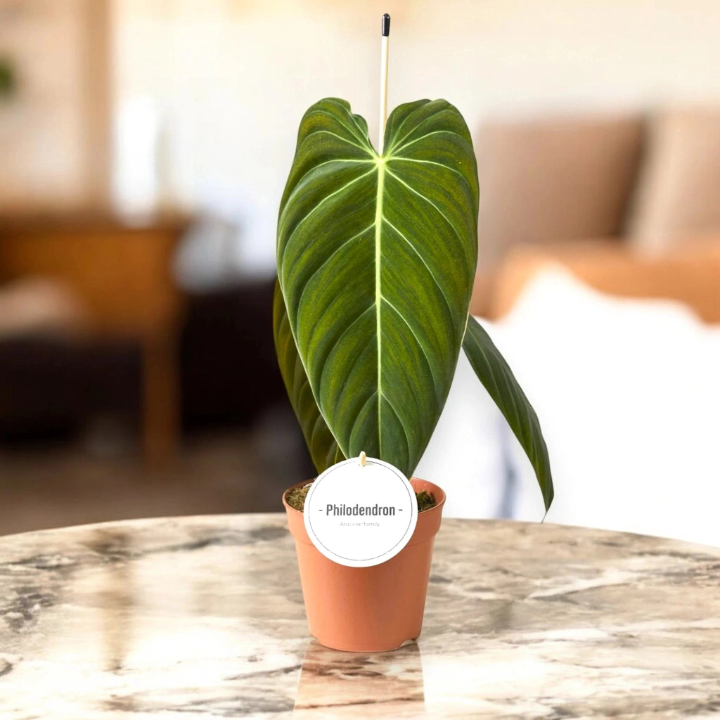Gardenaria Philodendron melanochrysum - Pianta da interno ornamentale Altezza: 50 cm (vaso 12)