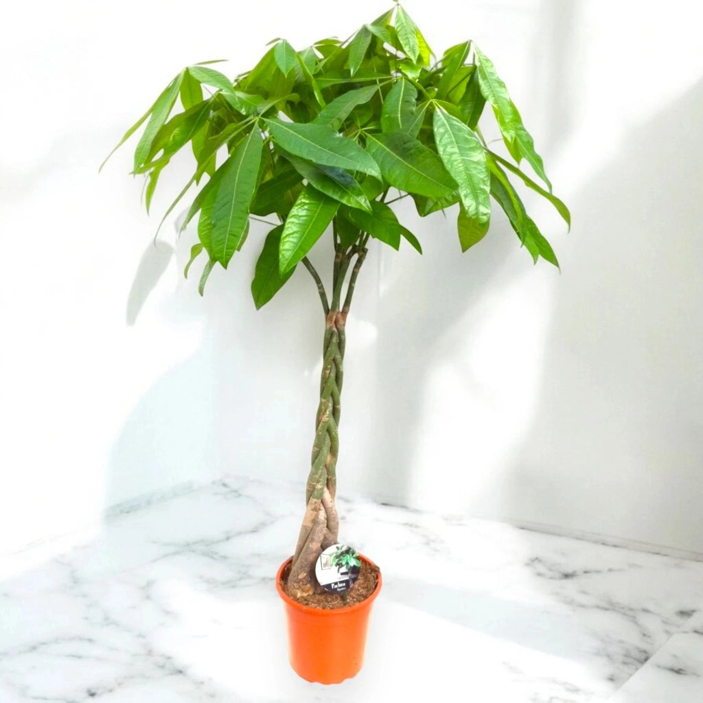 Gardenaria Pachira aquatica - Pianta da interno ornamentale Altezza: 140 cm (vaso 27)