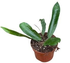 Hoya 'Rindu Rafflesia' – Rara pianta tropicale da collezione dal fascino esotico