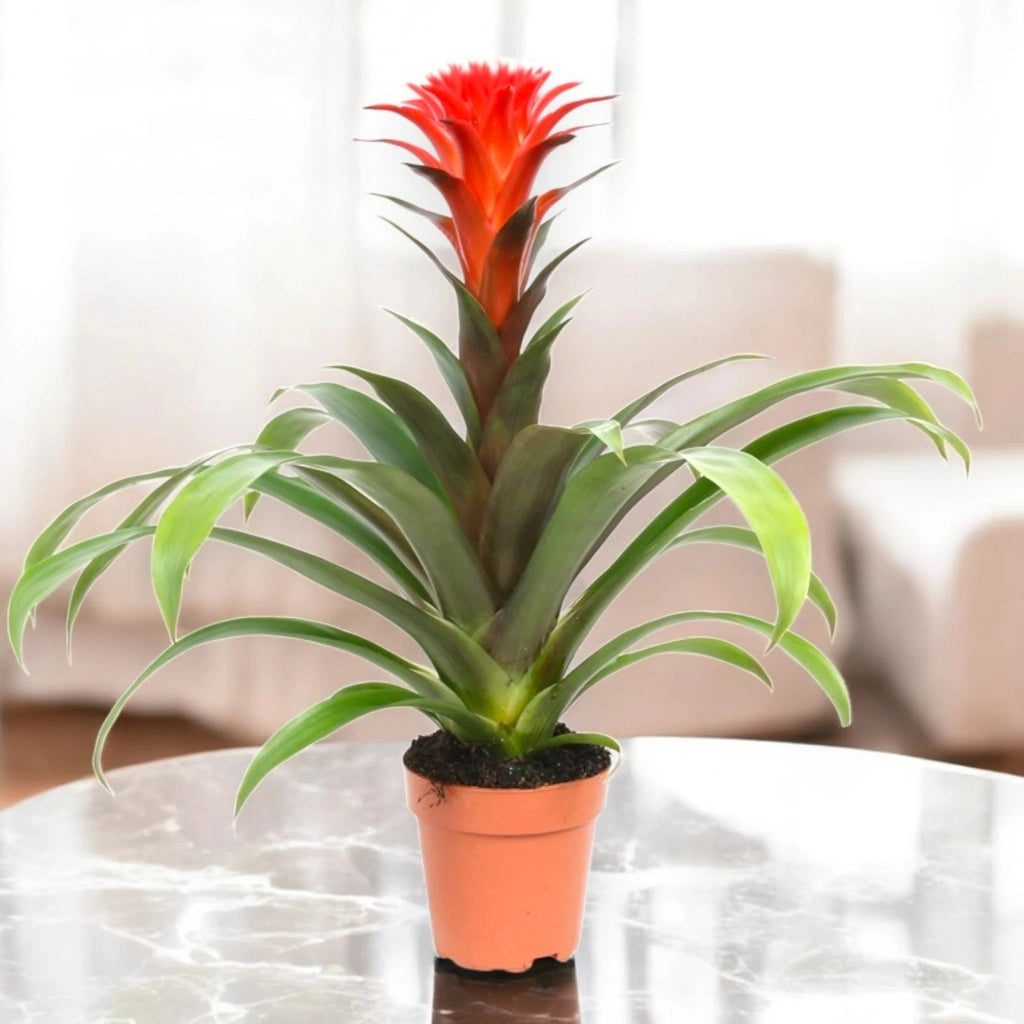 Gardenaria Guzmania 'Hope' - Pianta da interno ornamentale Altezza: 45 cm (vaso 12)