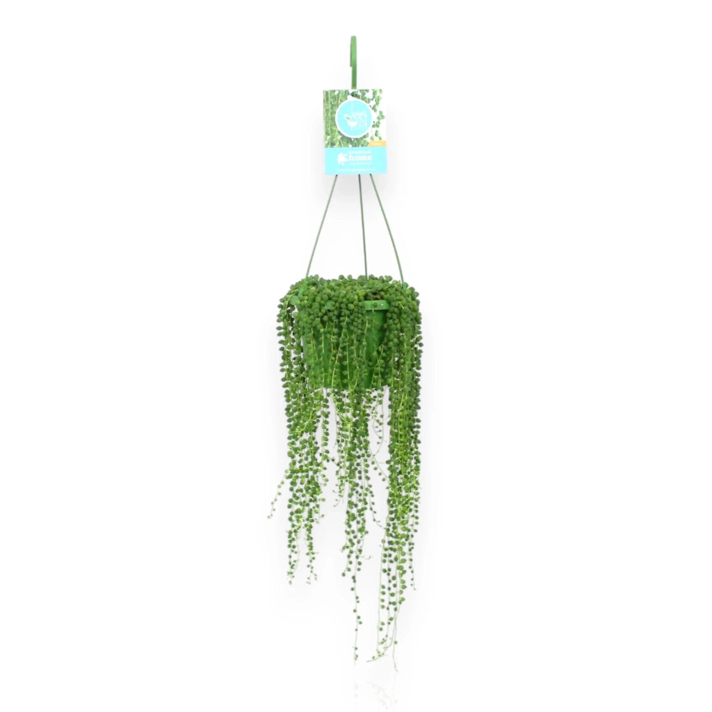 Gardenaria Senecio rowleyanus - Pianta da interno ornamentale Altezza: 15 cm (vaso 11)