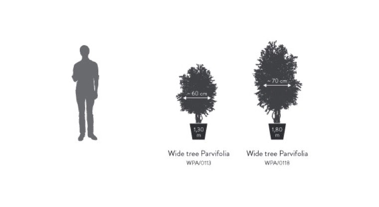 Pianta Albero Wide Parvifolia stabilizzato h 180 cm (No acqua, no manutenzione)