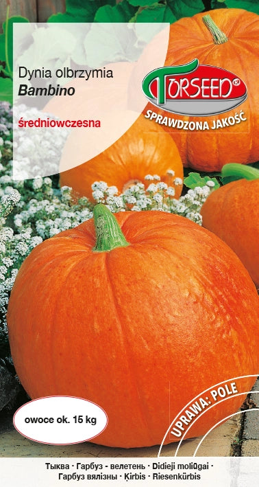 Bambino zucca gigante 5g