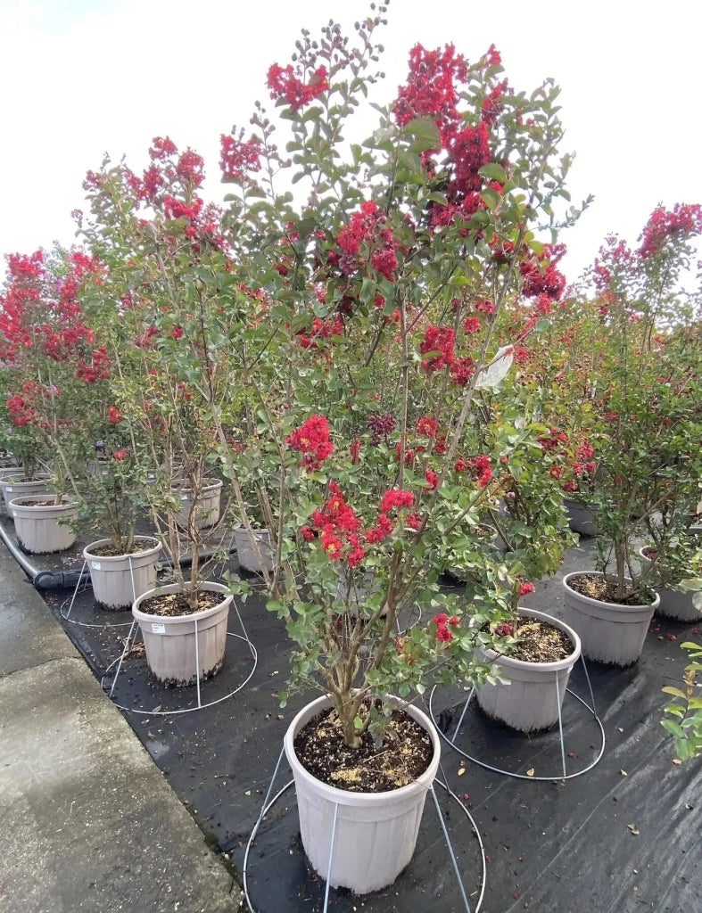 Gardenaria Lagerstroemia 'Dynamite' - Arbusto ornamentale da giardino Altezza: 40/60 cm (vaso19)