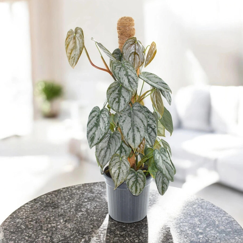 Gardenaria Philodendron brandtianum - Pianta da interno ornamentale Altezza: 30 cm (vaso 12)