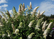 Gardenaria Buddleja davidii 'White Profusion' - Arbusto ornamentale da giardino Altezza: 40/60 cm (vaso19)