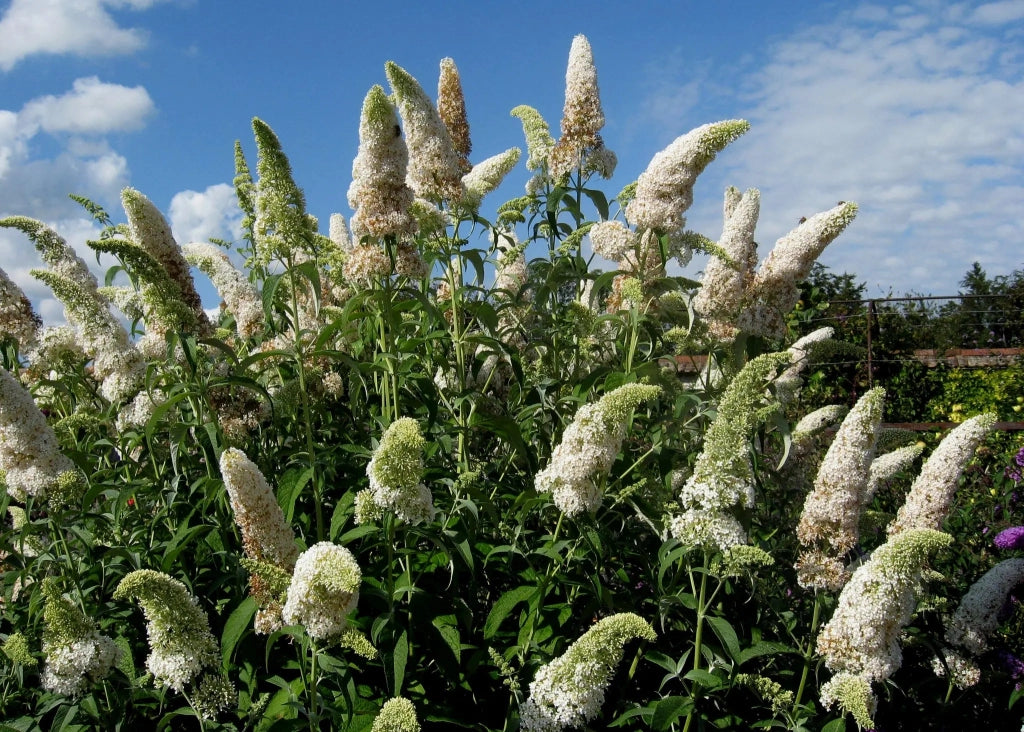 Gardenaria Buddleja davidii 'White Profusion' - Arbusto ornamentale da giardino Altezza: 40/60 cm (vaso19)