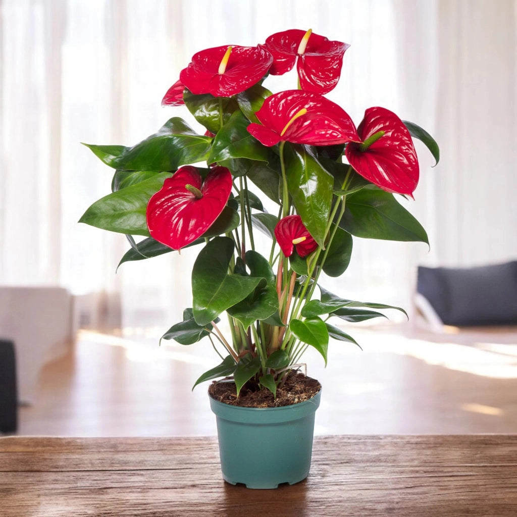 Gardenaria Anthurium andreanum 'Madural' - Pianta da interno ornamentale Altezza: 50 cm (vaso 14)