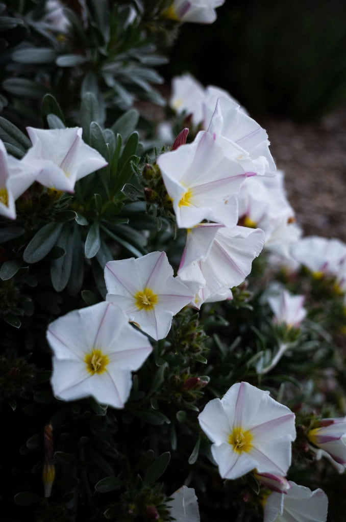 CONVOLVULUS CNEORUM (VILUCCHIO ARGENTEO) VASO 18