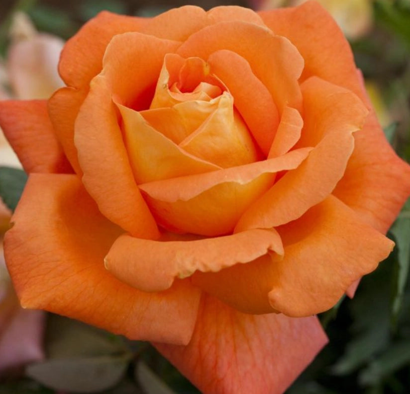 Rosa LOUIS DE FUNES ® Meirestif