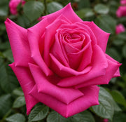 Gardenaria Rosa 'Lolita Lempicka' - Rosa da giardino Altezza: 35/45 cm (vaso22)
