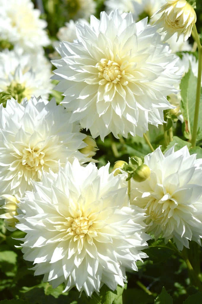 Bulbi di Dalia Fleurel Bianca – Fiore gigante elegante
