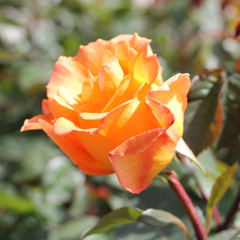 Gardenaria Rosa 'Whisky' - Rosa da giardino Altezza: 30/40 cm (vaso22)