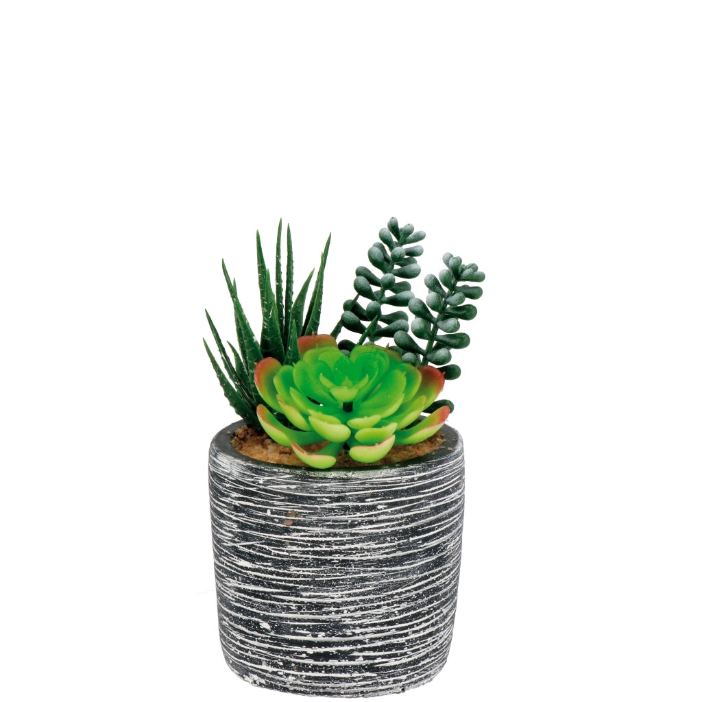 VASO CON PIANTE GRASSE D.8XH16CM IN 3 MODELLI