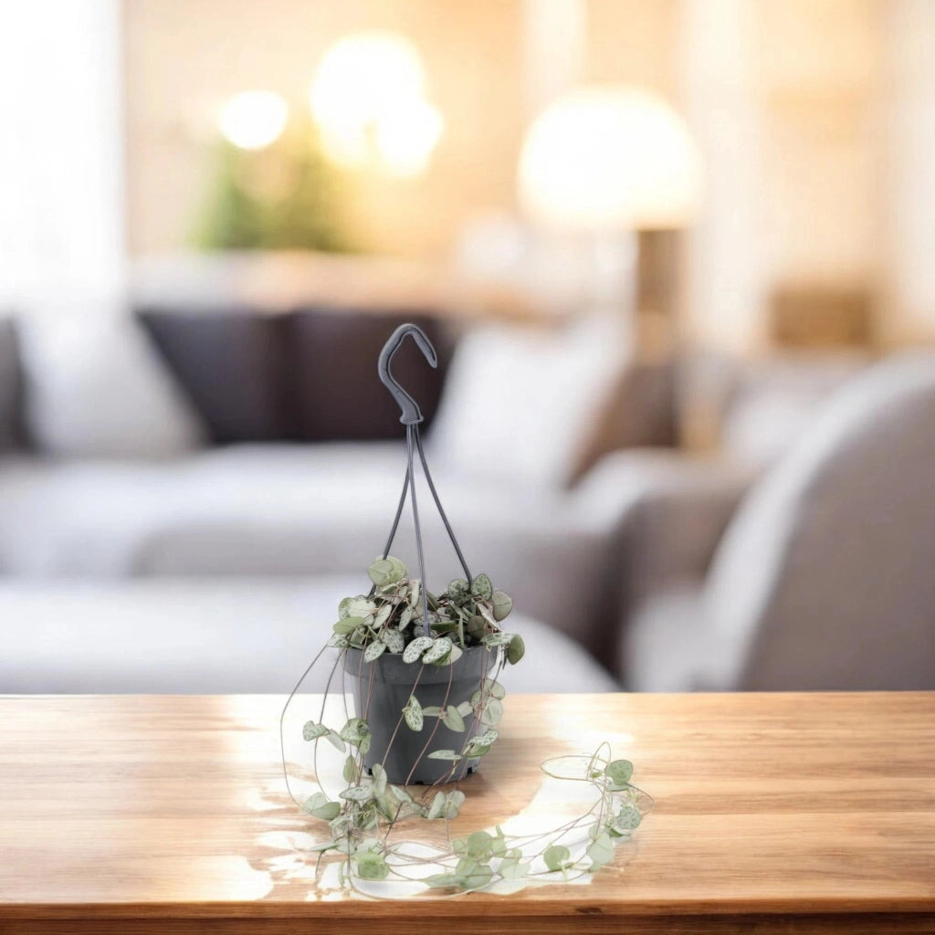 Gardenaria Ceropegia woodii - Pianta da interno ornamentale Altezza: 20 cm (vaso 8)