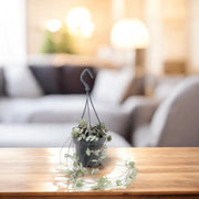 Gardenaria Ceropegia woodii - Pianta da interno ornamentale Altezza: 20 cm (vaso 8)