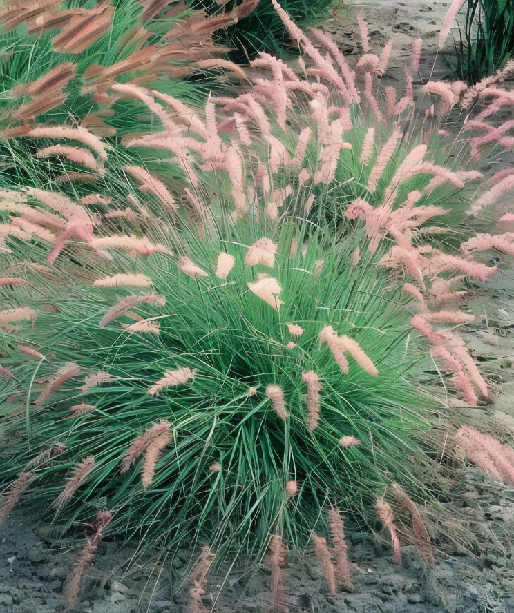 Gardenaria Pennisetum orientale - Graminacea ornamentale da esterno Altezza: 40 cm (vaso 17)