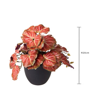 Set 3 Rami Artificiali Heuchera in Vasi 20 cm