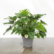 Gardenaria Philodendron bipinnatifidum 'Little Hope' - Pianta da interno ornamentale Altezza: 75 cm (vaso 19)