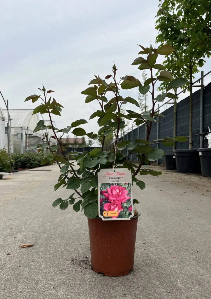 Gardenaria Rosa 'Acapella' - Rosa da giardino Altezza: 40/50 cm (vaso20)