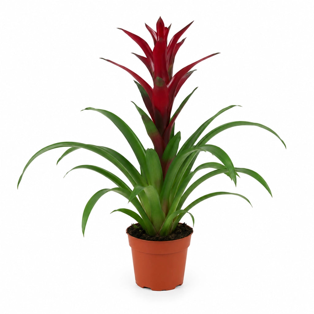 Gardenaria Guzmania 'Switch' - Pianta da interno ornamentale Altezza: 60 cm (vaso 13)