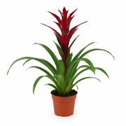 Gardenaria Guzmania 'Switch' - Pianta da interno ornamentale Altezza: 60 cm (vaso 13)