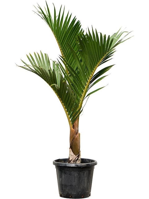 Hyophorbe verschaffeltii Mascarena touff h 2.50 m vaso 45 tropicale