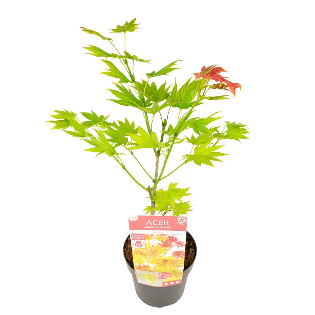 Acer shirasawanum ‘Moonrise’ verde – Acero giapponese vaso 19 cm