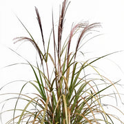 Gardenaria Miscanthus sinensis 'Brazil' - Graminacea ornamentale da esterno Altezza: 60 cm  (vaso 17)