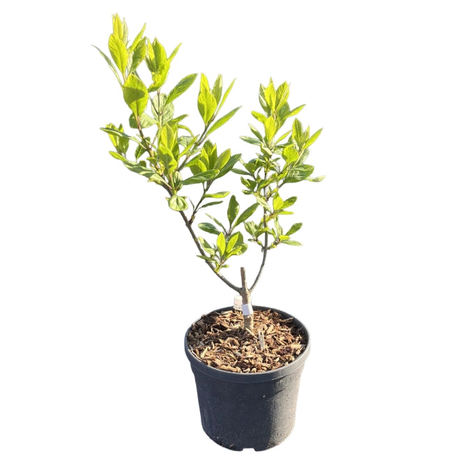 Pianta di Albero della Neve Profumato CHIONANTHUS VIRGINICUS vaso 18cm AMDGarden