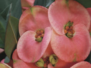 EUPHORBIA GIGANTE x lomi SPINA DI CRISTO FIORE ROSSO foto reali