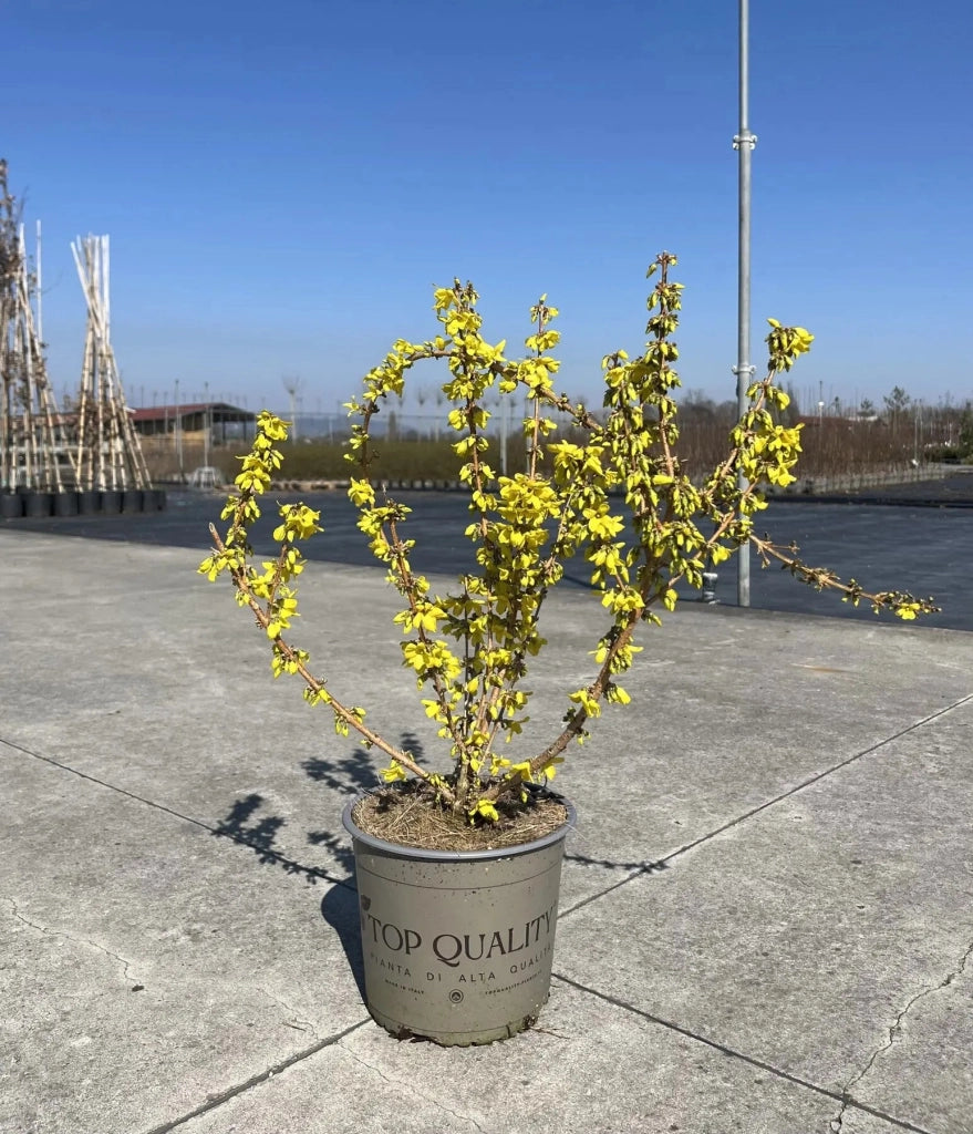 Gardenaria Forsizia - Forsythia intermedia 'Mikador' - Arbusto ornamentale da giardino Altezza: 40/60 cm (vaso19)