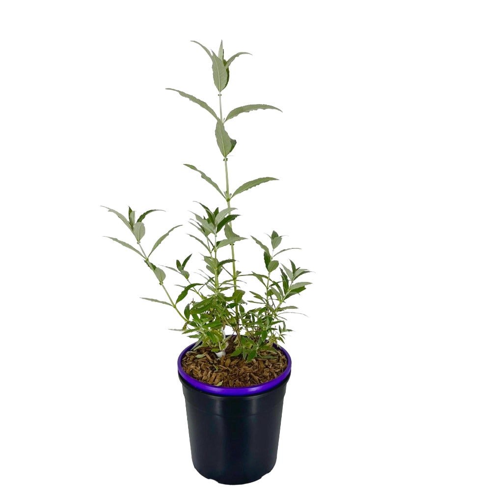 BUDDLEJA Davidii MIDNIGHT Viola ALBERO DELLE FARFALLE in vaso 18 cm AMDGarden