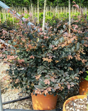 Gardenaria Loropetalum chinense 'Fire Dance' - Arbusto ornamentale da giardino Altezza: 40/50 cm (vaso19)