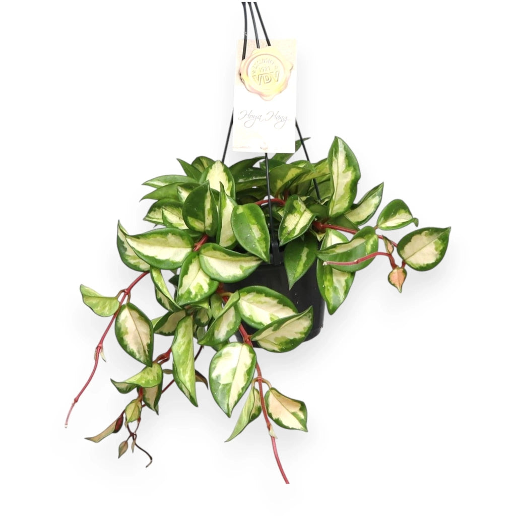 Gardenaria Hoya carnosa 'Tricolor' - Pianta da interno ornamentale Altezza: 30 cm (vaso 14)