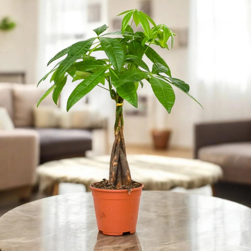 Gardenaria Pachira aquatica - Pianta da interno ornamentale Altezza: 130 cm (vaso 24)