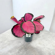 Gardenaria Calathea roseopicta 'Crimson' - Pianta da interno ornamentale Altezza: 45 cm (vaso 14)