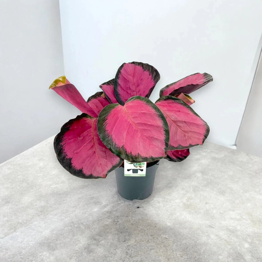 Gardenaria Calathea roseopicta 'Crimson' - Pianta da interno ornamentale Altezza: 45 cm (vaso 14)