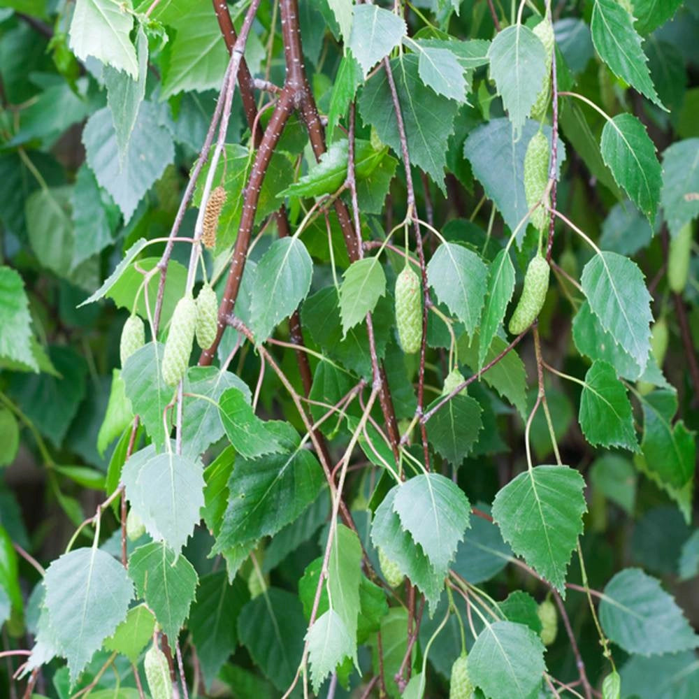 Pianta di Betulla PENDULA piangente Youngii  h 100 cm in vaso 18 cm AMDGarden