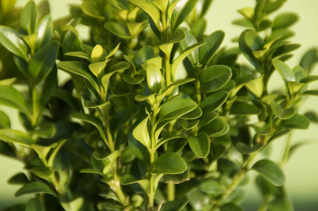 50 PIANTE Bosso Buxus Boxus rotundifolia vaso 14cm